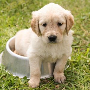 adoptable male puppy named bailey is 3 months old