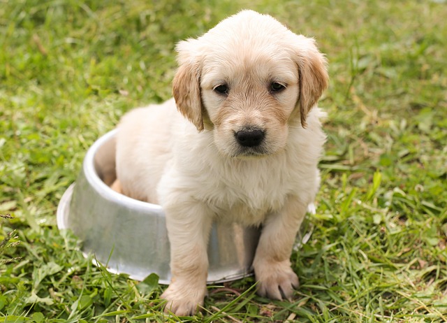 adoptable male puppy named bailey is 3 months old