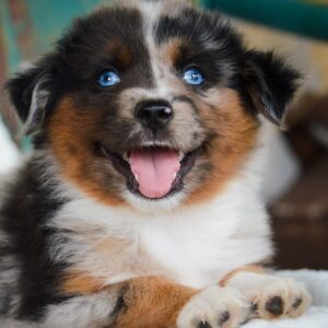 adoptable male puppy named cooper breed blue merle miniature Australian shepherd is 10 weeks old