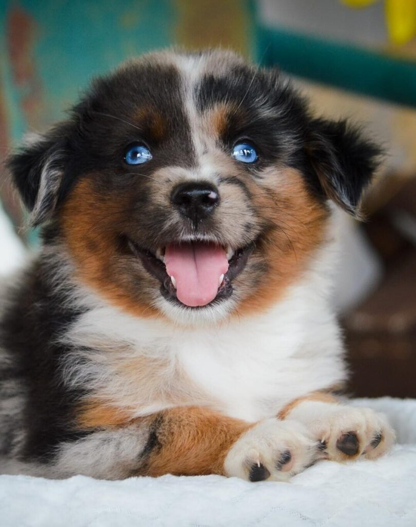adoptable male puppy named cooper breed blue merle miniature Australian shepherd is 10 weeks old