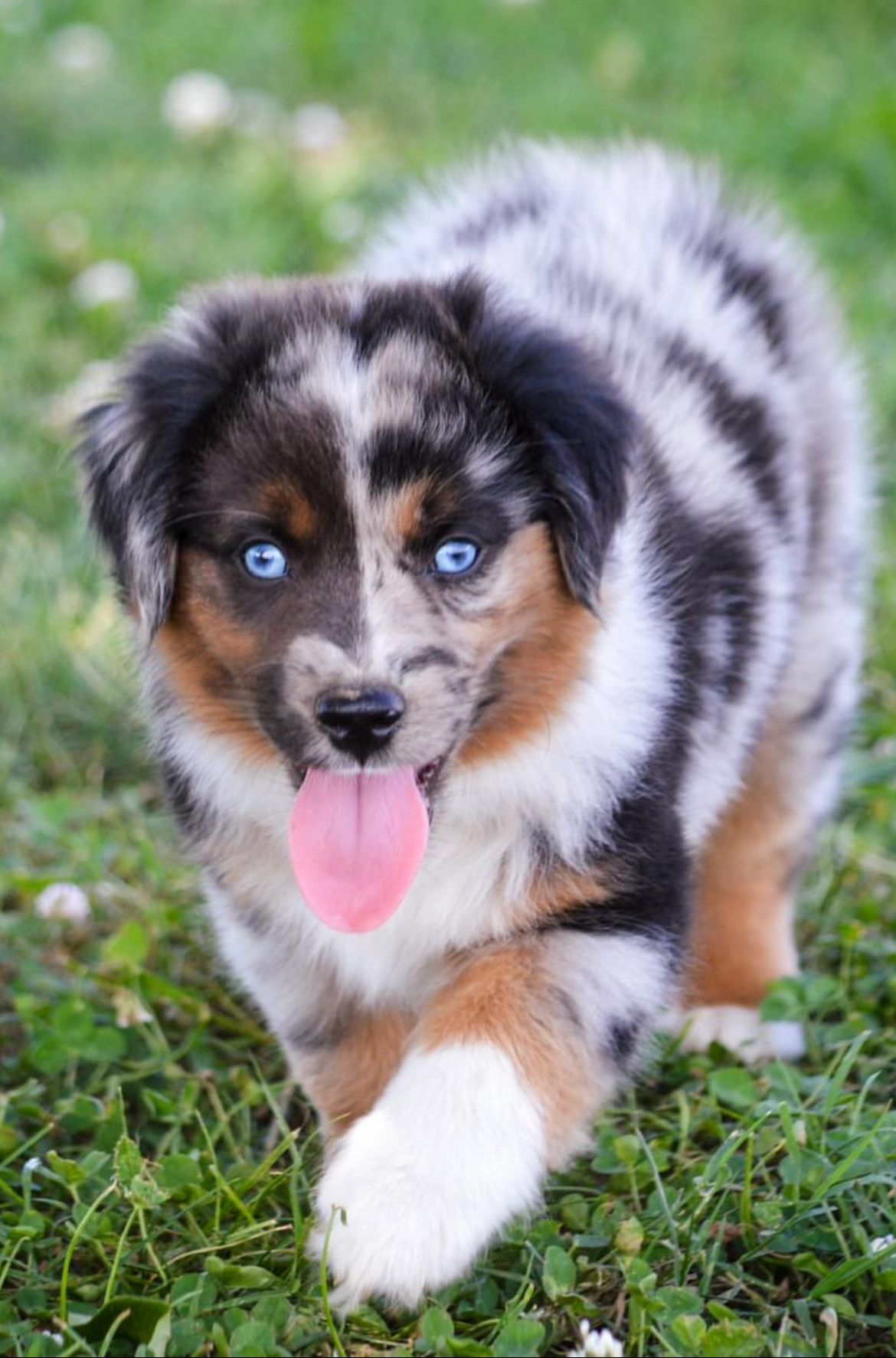 adoptable male puppy named cooper breed miniature Australian shepherd is 10 weeks old