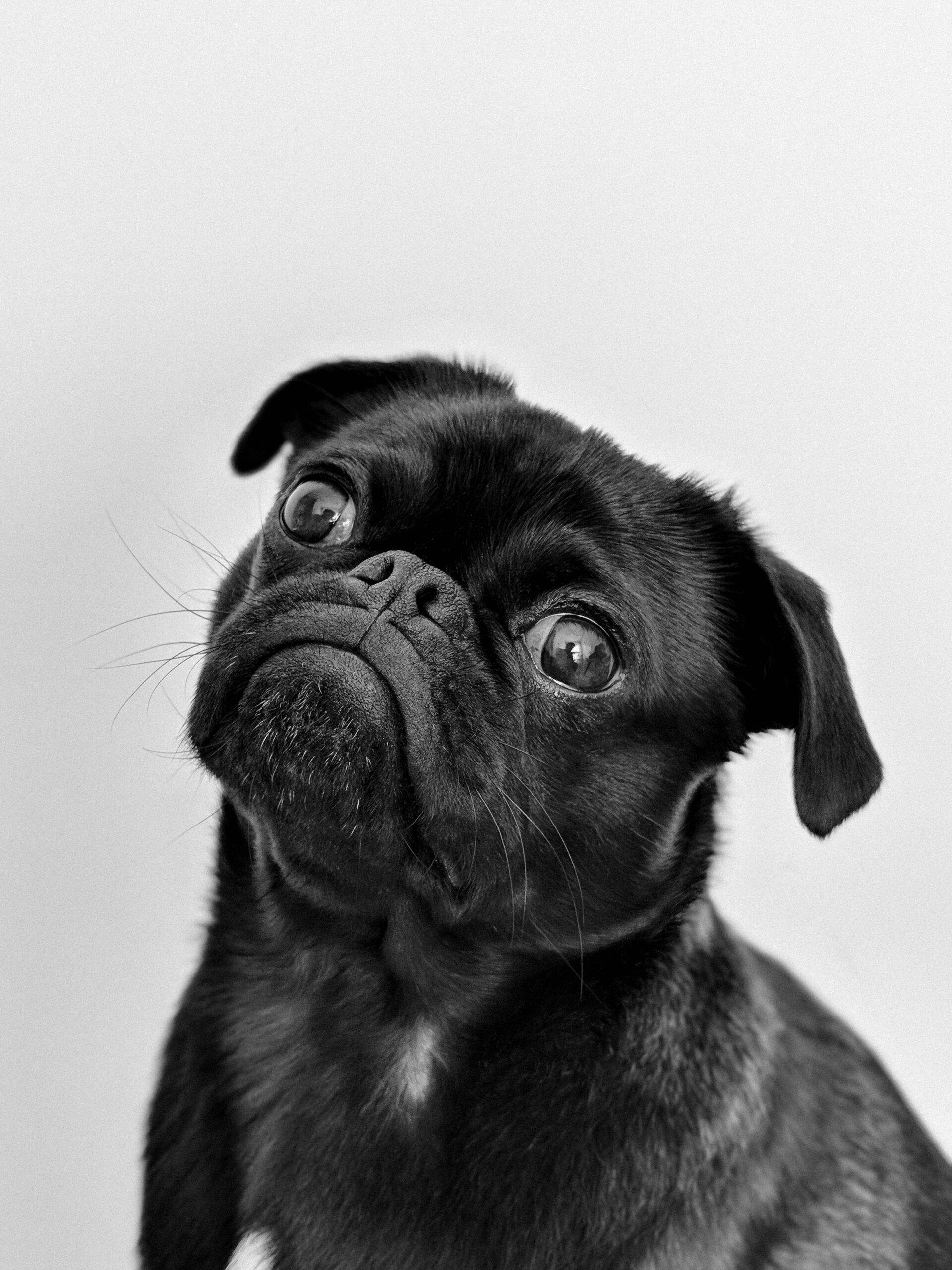 adoptable male puppy named ziggy breed pug is 5 months old