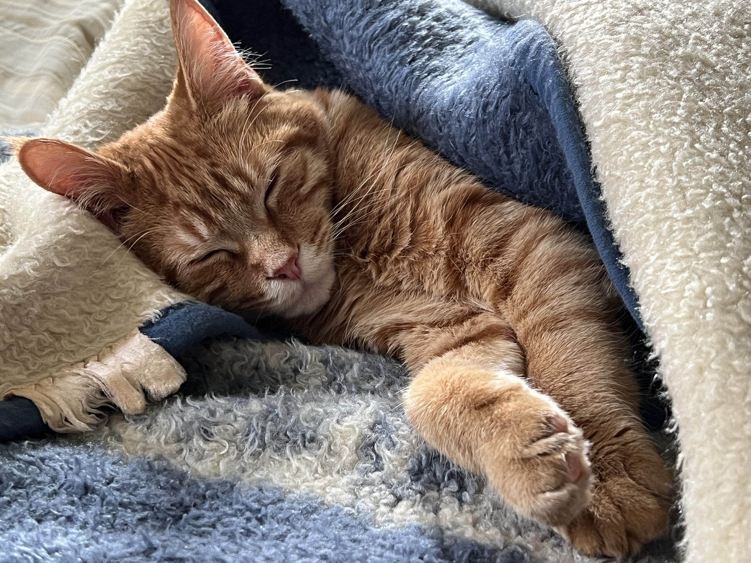 adoptable sweet female ginger colored kitten named sunshine is 5 months old