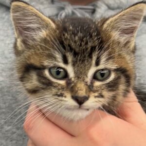adoptable sweet female gray colored kitten named lollypop is 8 months old