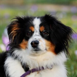australian shepherd dog