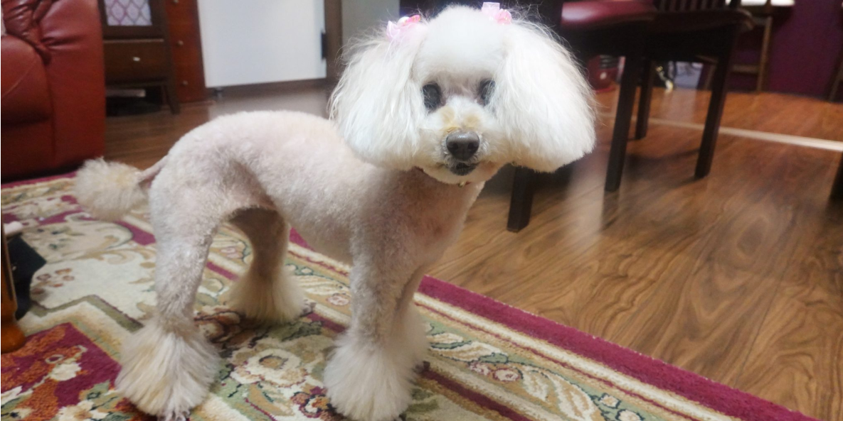 Essential Dog Care Guide for Apartment Living