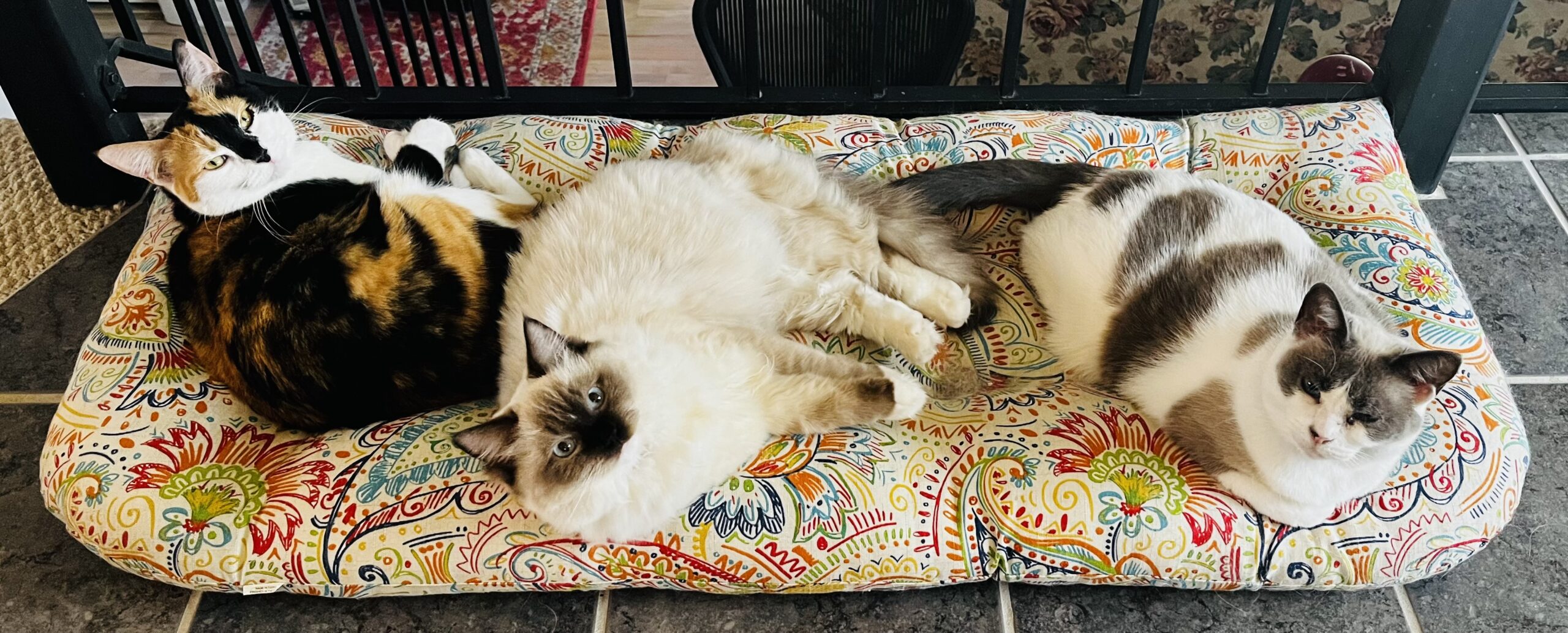 Essential Cat Care Guide for Apartment Living