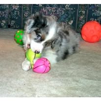 dog-aussie-as-puppy-now-3-years-old