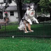 dog-aussie-catching-frisbee-3-years-old