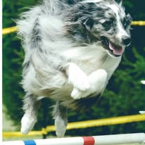 dog-aussie-jumping-3-years-old