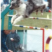 dog-aussie-jumping-agility-3-years-old