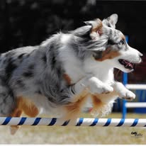 dog-aussie-jumping-poles-3-years-old