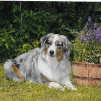 dog-aussie-on-grass-4-years-old