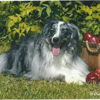 dog-aussie-on-grass-by-apples-3-years-old