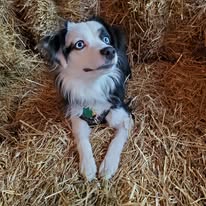 dog-aussie-on-hey-bails-1-year-old