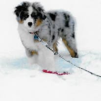 dog-aussie-standing-in-snow-3-years-old