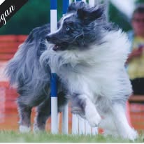 dog-aussie-weaving-agility-3-years-old