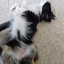 dog-mini-aussie-laying-on-back-1-year-old