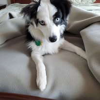 dog-mini-aussie-on-blanket-1-year-old