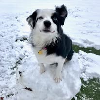 dog-mini-aussie-on-snow-1-year-old