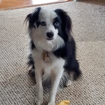 dog-mini-aussie-sitting-on-carpet-1-year-old