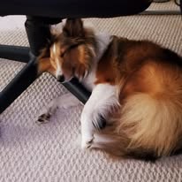 dog-sheltie-laying-on-office-chair-1-year-old