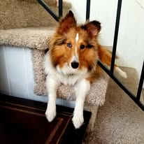 dog-sheltie-laying-on-steps-1-year-old