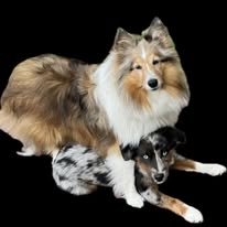 dog-sheltie-standing-over-puppy-1-year-old