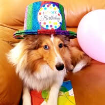 dog-sheltie-wearing-birthday-hat-1-year-old