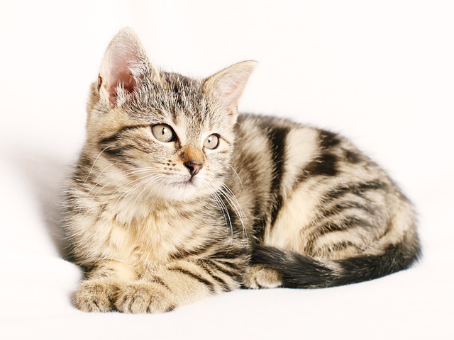 kitten-named-slinky-is-10-weeks-old