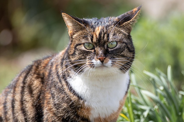 cat-timber-3-years-old