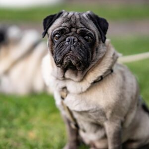 dog-bruno-5-years-old