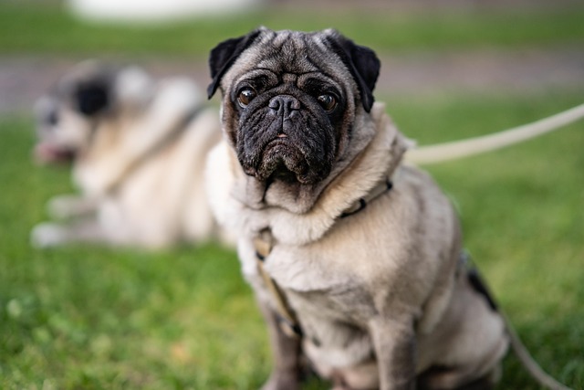 dog-bruno-5-years-old