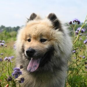 dog-fancy-2-years-old