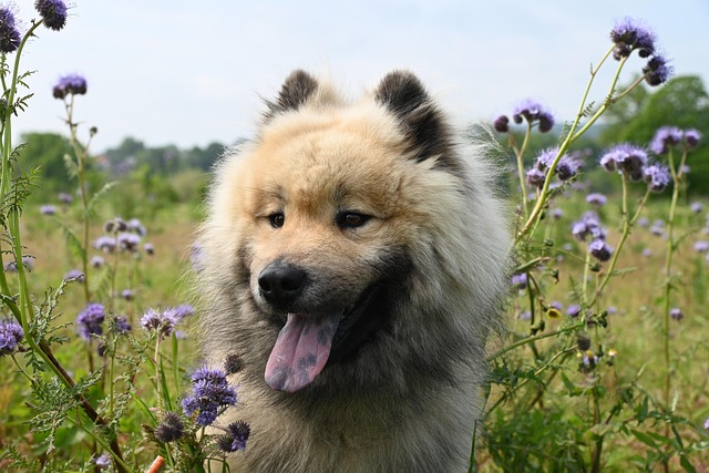dog-fancy-2-years-old