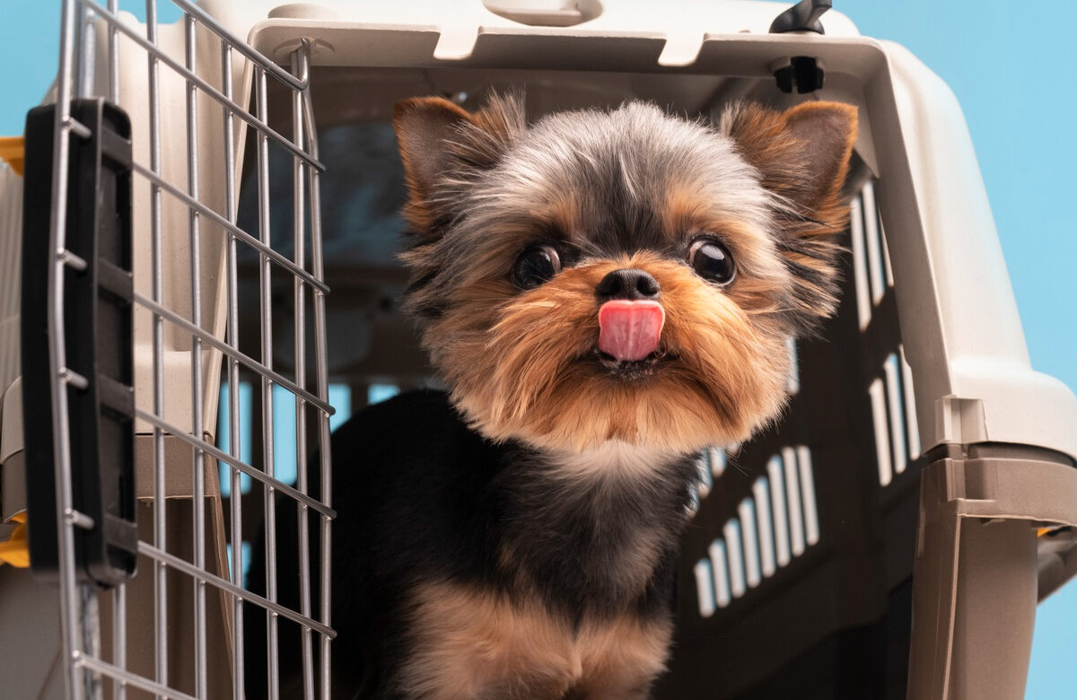 Safe Travel Tips for Dogs and Cats