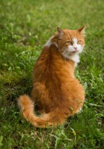 ginger cat