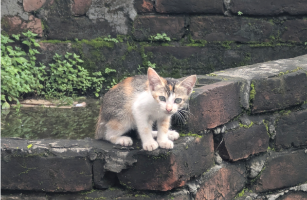 What should I do with a stray cat?
