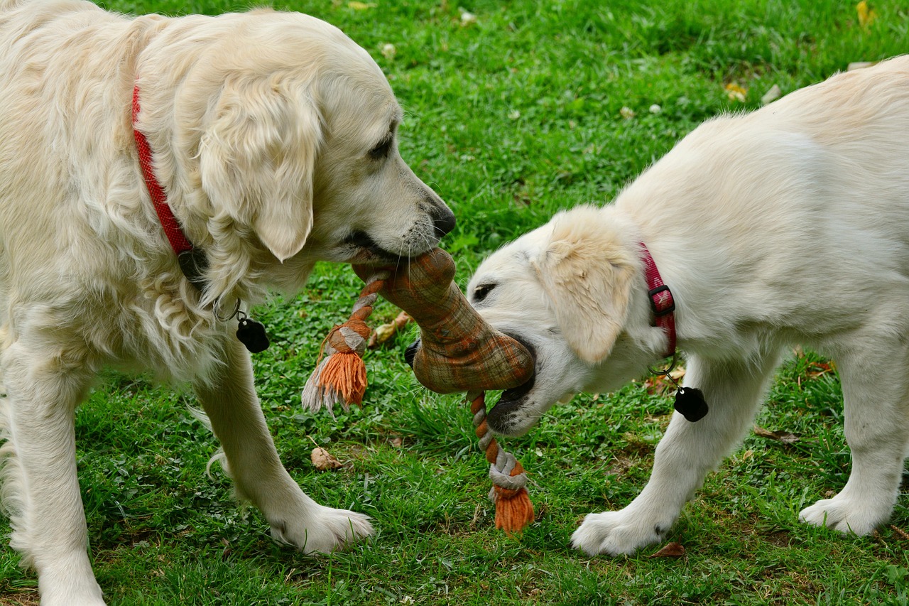 Top Pet Care Tips Every Pet Parent Should Know